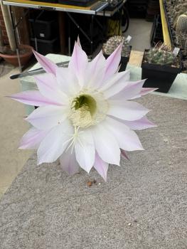 Echinopsis hybr. lila